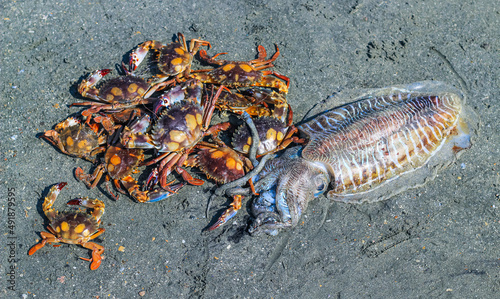 Red swimmer crabs and common cuttlefish at the seafood market of Saint Martins Island, Bangladesh. Seafood market.
