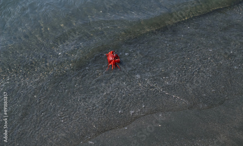 Close-up and selective focus on red sand crab at Sonadia Island, Kutubjom Union, Bangladesh. Red crab on the beach. 