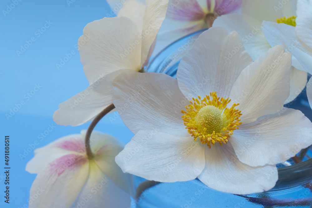 Snowdrop anemone windflower (Anemone sylvestris). White spring forest flower on blue background. Close-up