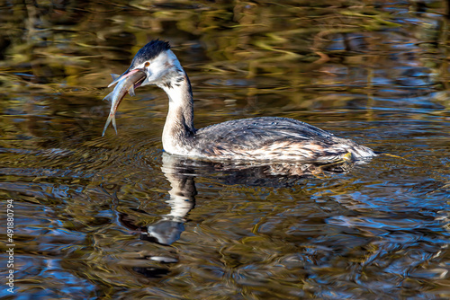 Haubentaucher photo