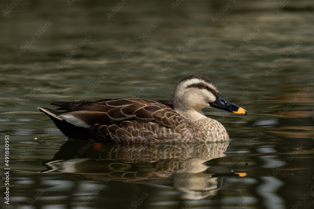 Fototapeta premium 初春のカルガモ