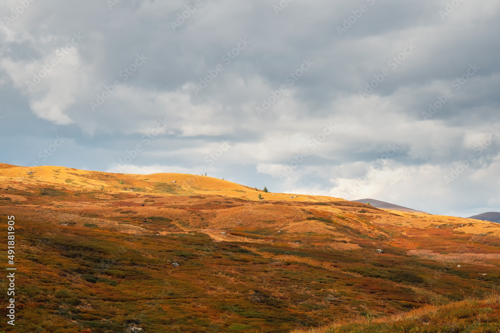 Light on the golden autumn  mountain slope. Sunny light through dark heavy thunderstorm clouds before rain. Dramatic cloudscape. Big rainy cloud over the autumn valley. Minimalistic view.