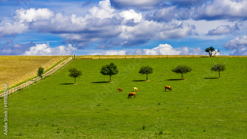 idyllic landscape with cows