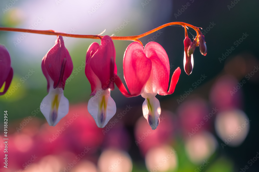 Pink flower of Dicentra spectabilis or Lamprocapnos spectabilis, bleeding heart, fallopian buds