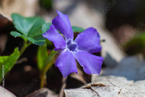 Bright violet blossom of Vinca minor on the forest,common names lesser periwinkle or dwarf periwinkle  is a species of flowering plant in the dogbane family native to central and southern Europe