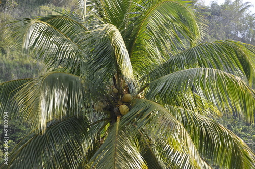 Coconut tree with young coconuts in the Caribbean.