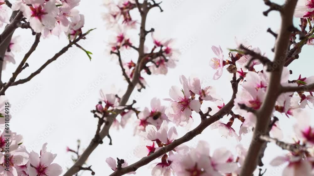 Close-up of an almond blossom waving in the air as bees feed and collect pollen from the almond blossoms in March. Spring is approaching. Close-up of an almond blossom waving in the air as bees feed and collect pollen from the almond blossoms in March. Spring is approaching.