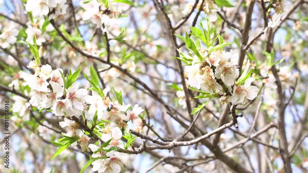 Close-up of almond blossom branches waving through the air in March. Spring is coming. Close-up of almond blossom branches waving through the air in March. Spring is coming.