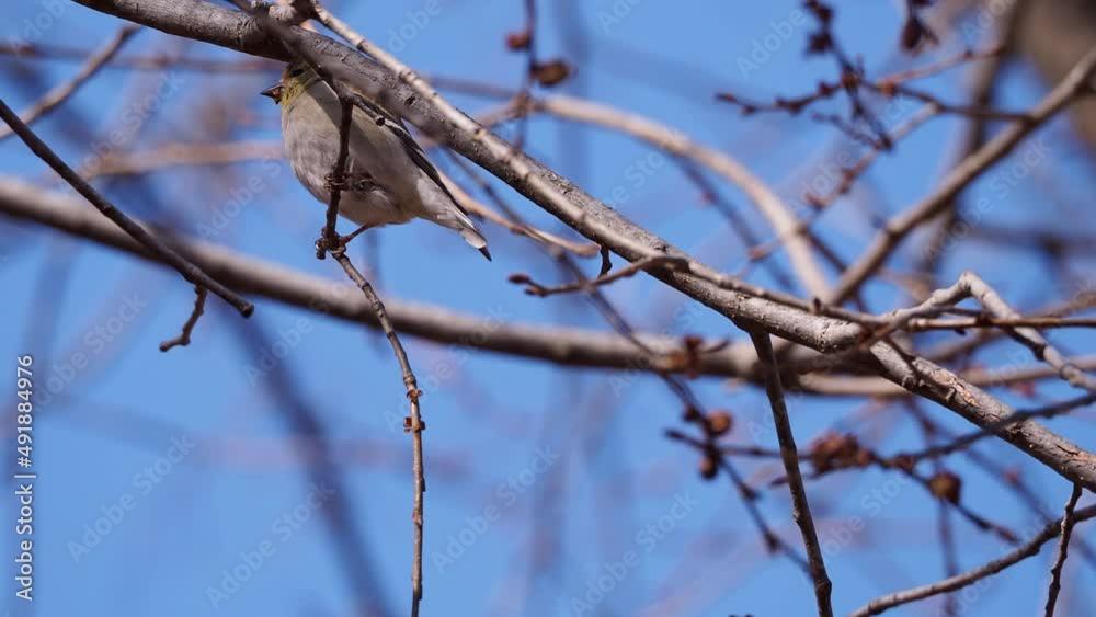 Close up shot of American goldfinch eating on a tree Close up shot of American goldfinch eating on a tree