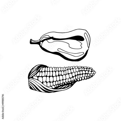 drawing of corn and eggplant