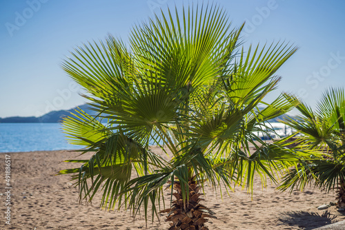 Summer background. Close-up on palm leaves, sea and mountains on the sunny day. Perast. Montenegro © galitskaya