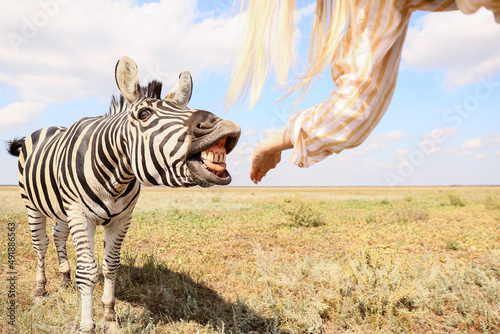 Fototapeta Naklejka Na Ścianę i Meble -  Female tourist feeding beautiful zebra in wildlife sanctuary