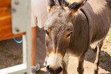 Grey donkey in zoological garden