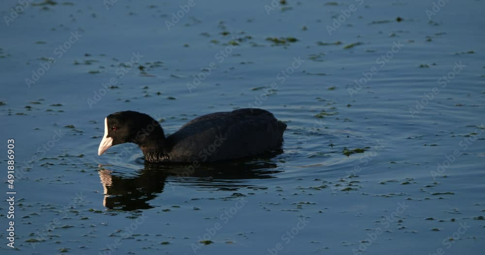 Eurasian coot, Fulica atra, Occitanie, France Eurasian coot, Fulica atra, Occitanie, France