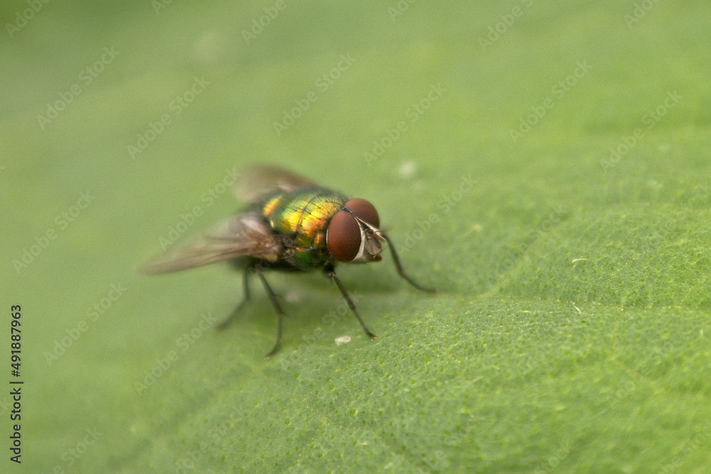 Close up of a metalic green fly on a leaf - Lucilia sericata Close up of a metalic green fly on a leaf - Lucilia sericata
