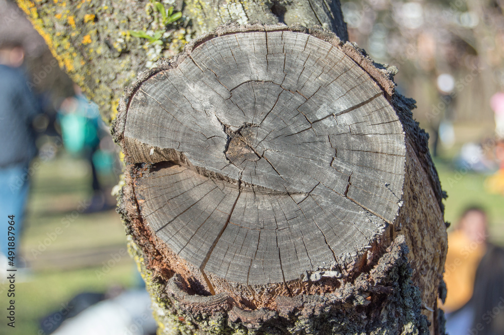 Naklejka premium Cut tree branch edge showing tree rings