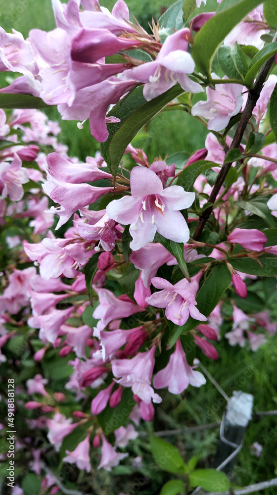 pink and white blossom pink and white blossom