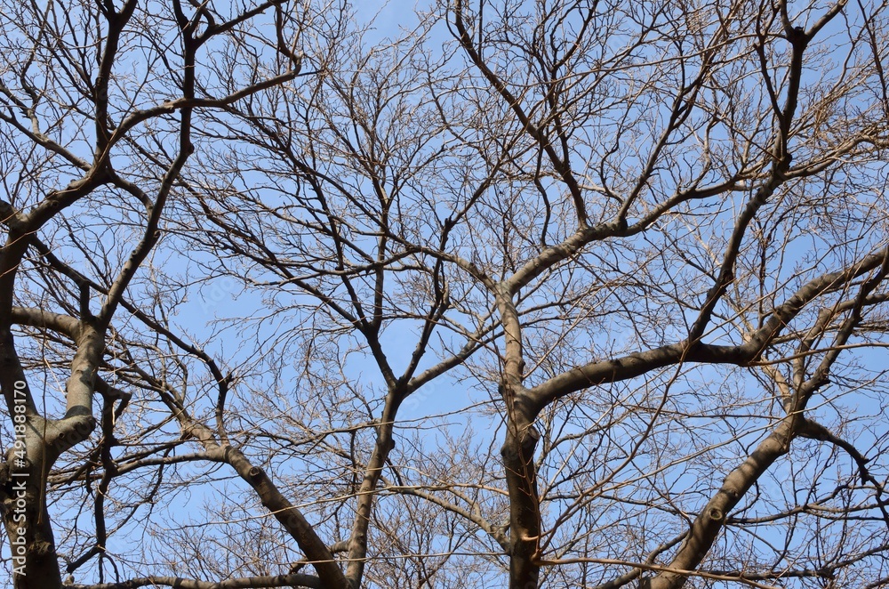 Winter trees Winter trees