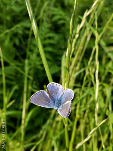 Blue butterfly on the grass