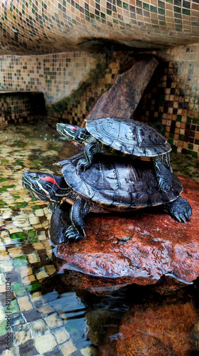 Red-eared turtle on the stone