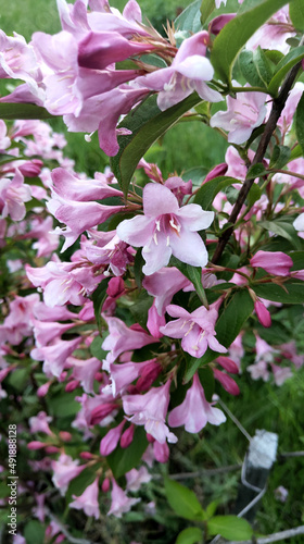 pink and white blossom