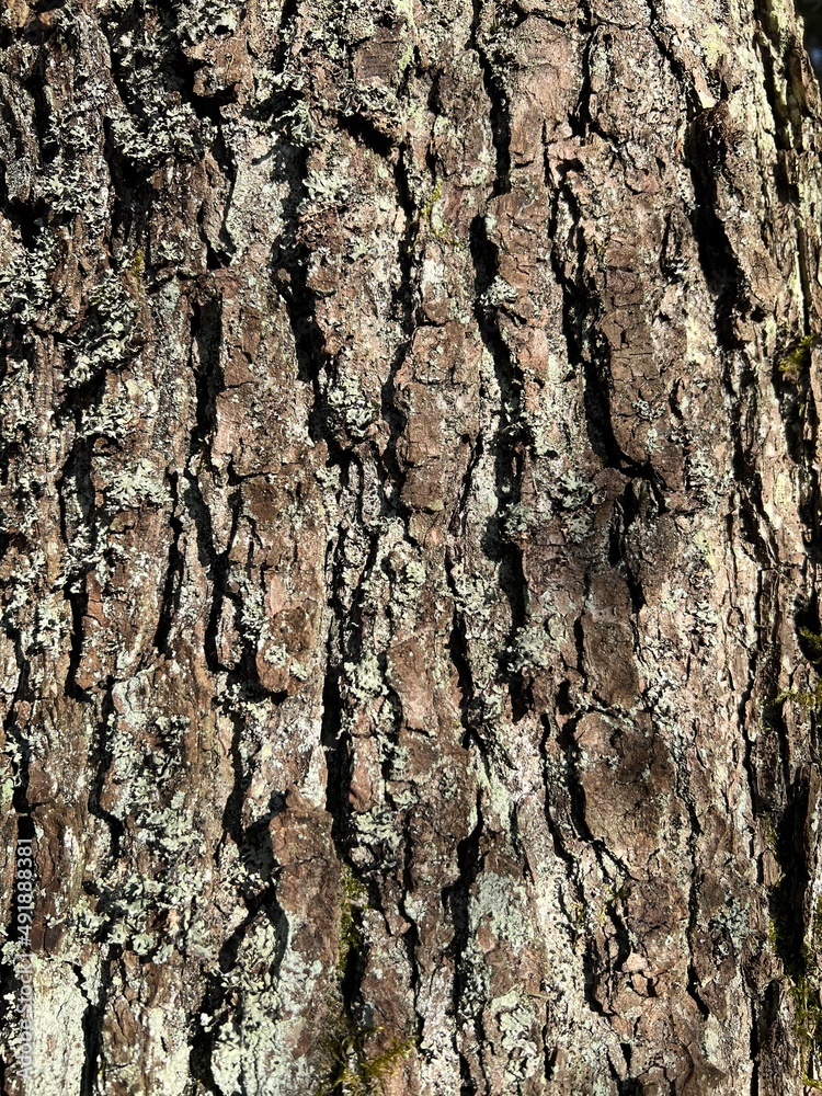 Fototapeta premium Tree bark close up. Structured background for nature themes. 