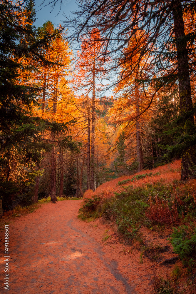 Beautiful trail in  the wood with red leaves trees in the Alps of Italy