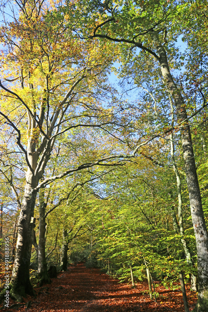 Fototapeta premium Decoy country park in Autumn 