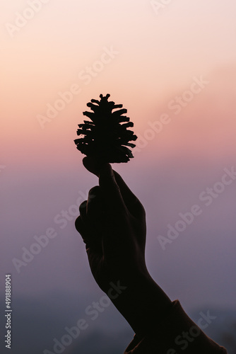 Silhouette of hand holding the pine cones on sunset background
