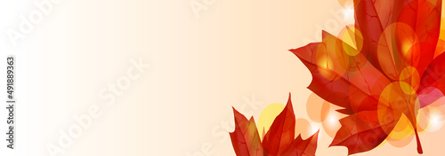 Maple with autumn leaves background
