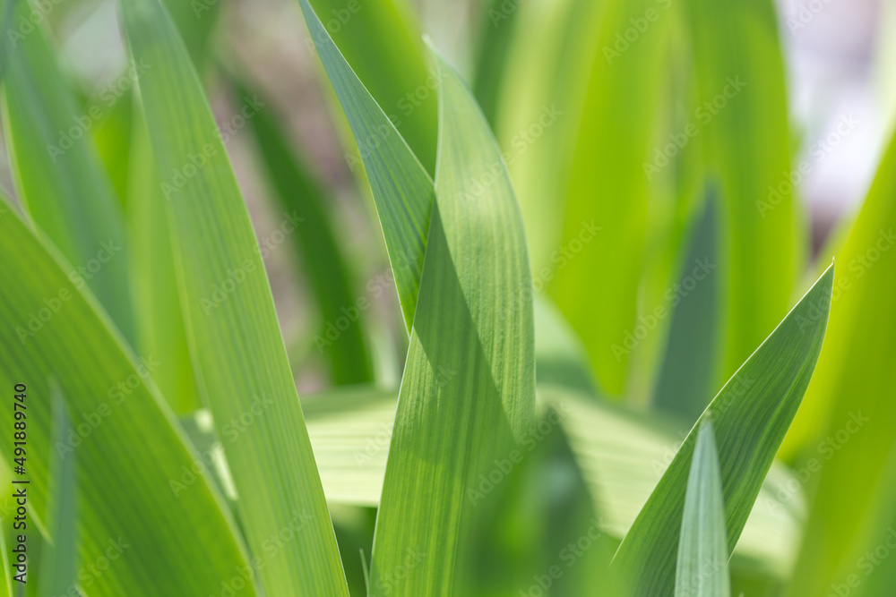 The green leaf is show in texture and pattern of line The green leaf is show in texture and pattern of line