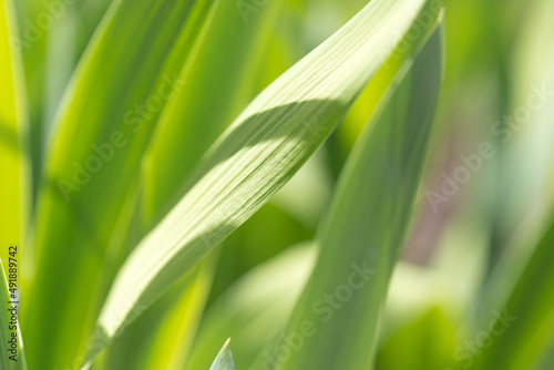 The green leaf is show in texture and pattern of line