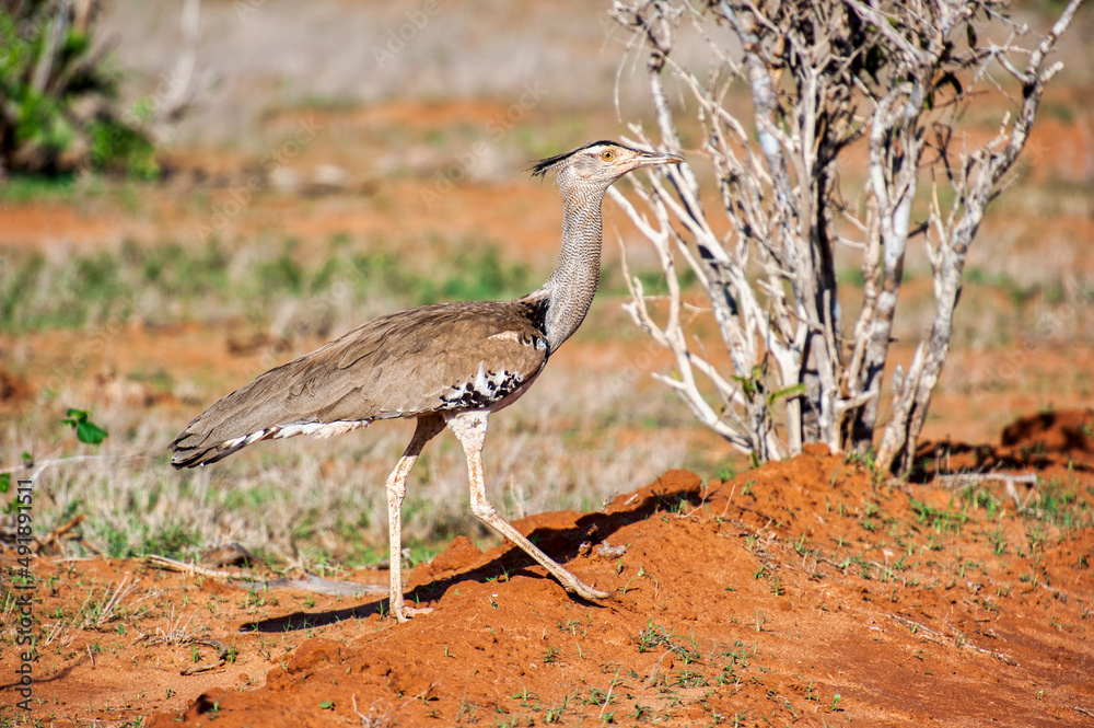 A Secretary Bird in the wildlife national park in Tsavo East in Kenya A Secretary Bird in the wildlife national park in Tsavo East in Kenya