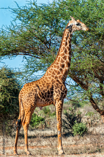 A Giraffe in the wildlife national park in Tsavo East in Kenya 