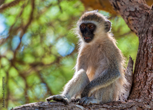 Blue Balled Monkey in the wildlife park in Tsavo East in Kenya