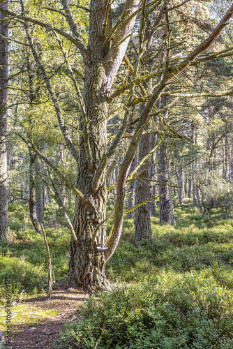 Mature Scots Pine trees in the Abernethy National Nature Reserve at Loch Garten, Highland, Scotland UK.