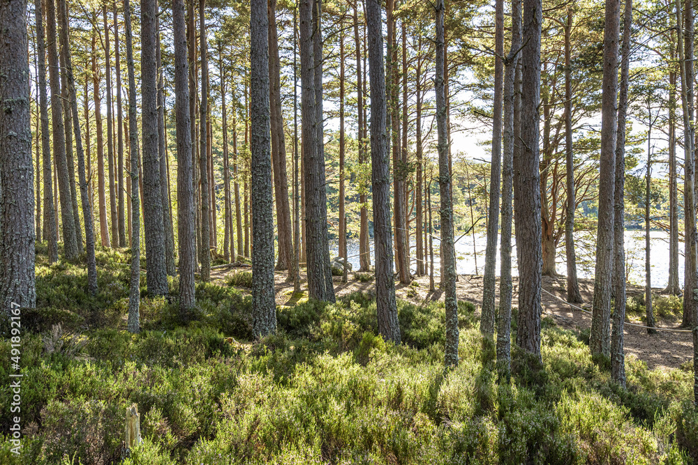 Scots Pine trees in the Abernethy National Nature Reserve on the banks of Loch Garten, Highland, Scotland UK. Scots Pine trees in the Abernethy National Nature Reserve on the banks of Loch Garten, Highland, Scotland UK.