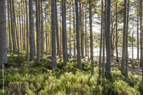 Scots Pine trees in the Abernethy National Nature Reserve on the banks of Loch Garten   Highland  Scotland UK.