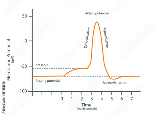 Diagram of a transmission of a nerve impulse. Relation to the membrane voltage over time.