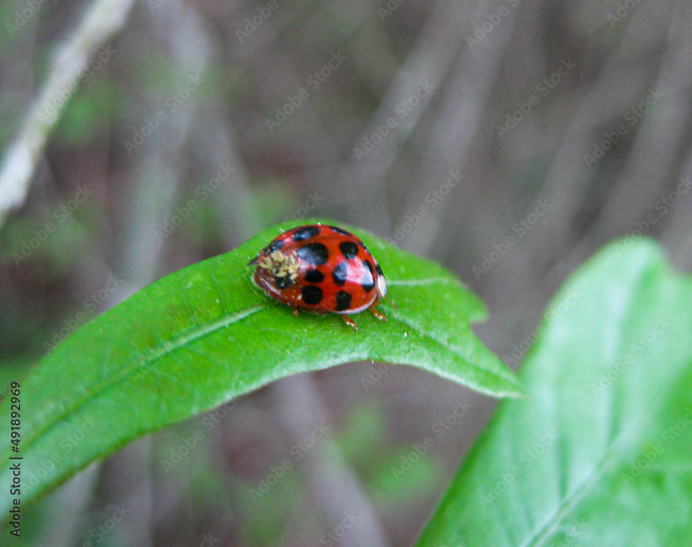 Fototapeta premium ladybug on leaf