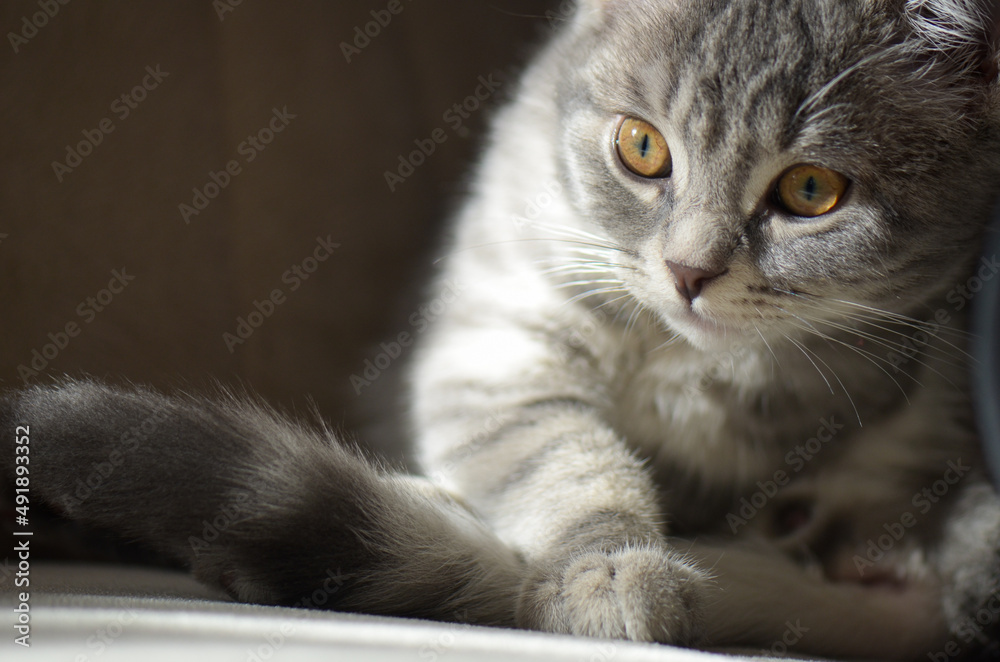 Cute kitten poses indoor in natural window light Cute kitten poses indoor in natural window light