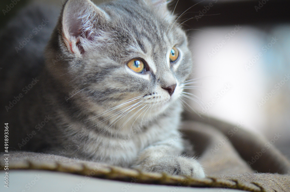 Cute kitten poses indoor in natural window light