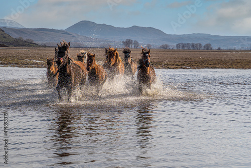Yilki horses are running on the river. Yilki horses in Hormetci villiage in Kayseri Turkey .They are wild horses with no owners photo