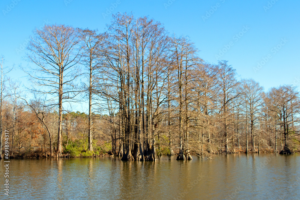 Obraz premium Stumpy Lake Virginia 