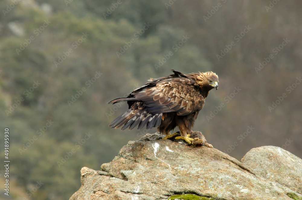 Golden eagle on the mountain. Avila.Spain. Golden eagle on the mountain. Avila.Spain.