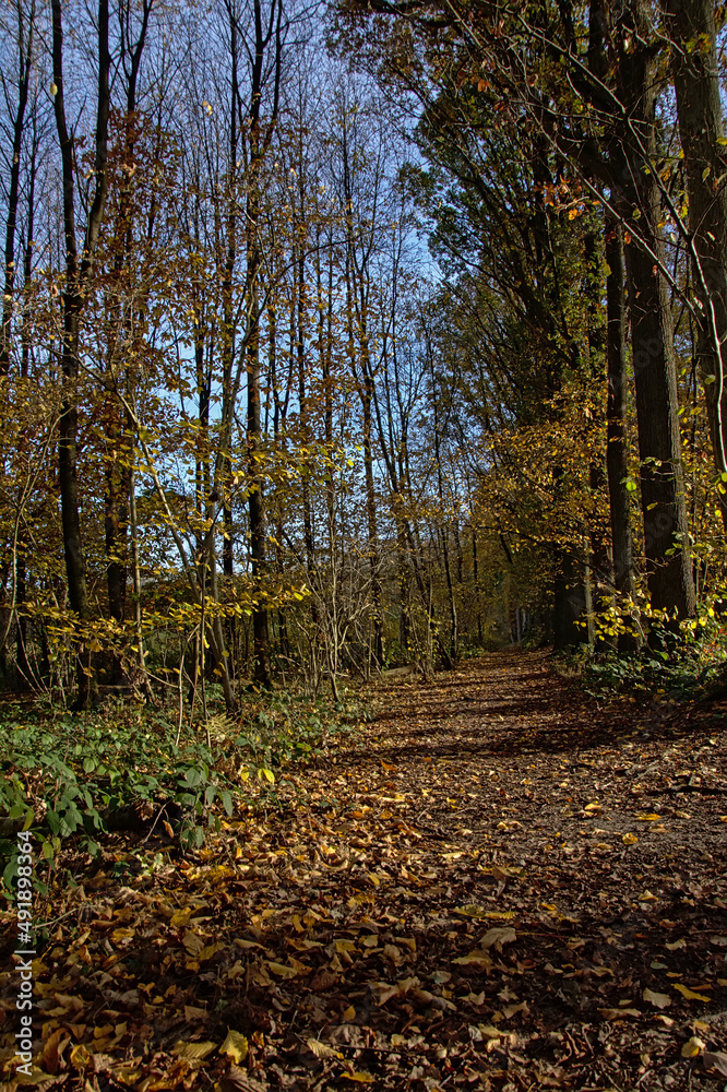 Colorful autumn forest in the Flemish countryside. Raspaillebos, Geraardsbergen