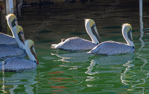 Pelicans in Marathon, Floriday photo