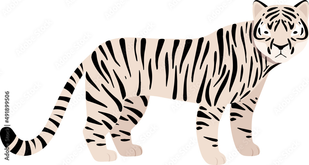 Obraz premium White Tiger or Bleached Tiger as Felid or Wild Cat and Carnivore African Animal and Habitant