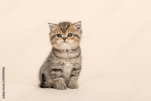 Cute sitting golden tabby purebred british shorthair baby cat , looking at the camera on a creme background © Elles Rijsdijk
