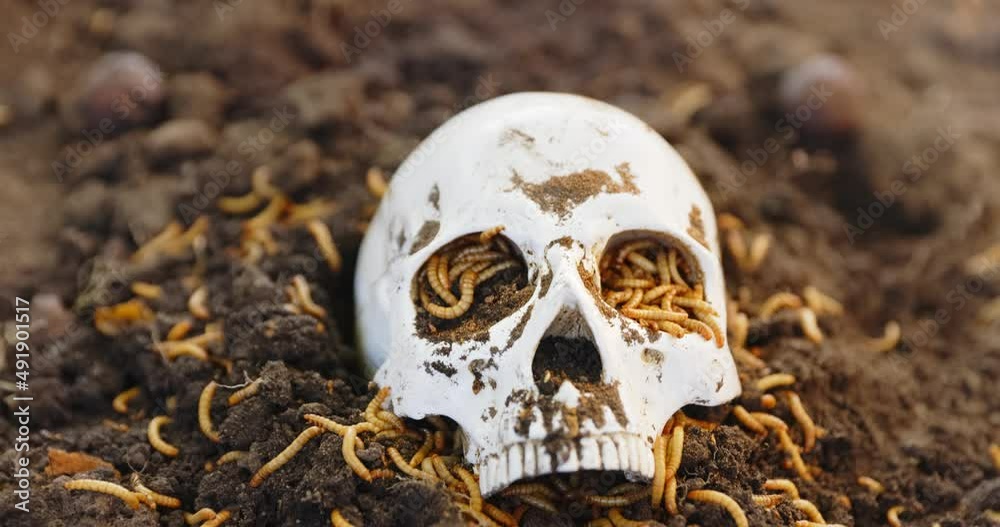 Maggots crawling in dead skull Maggots crawling in dead skull